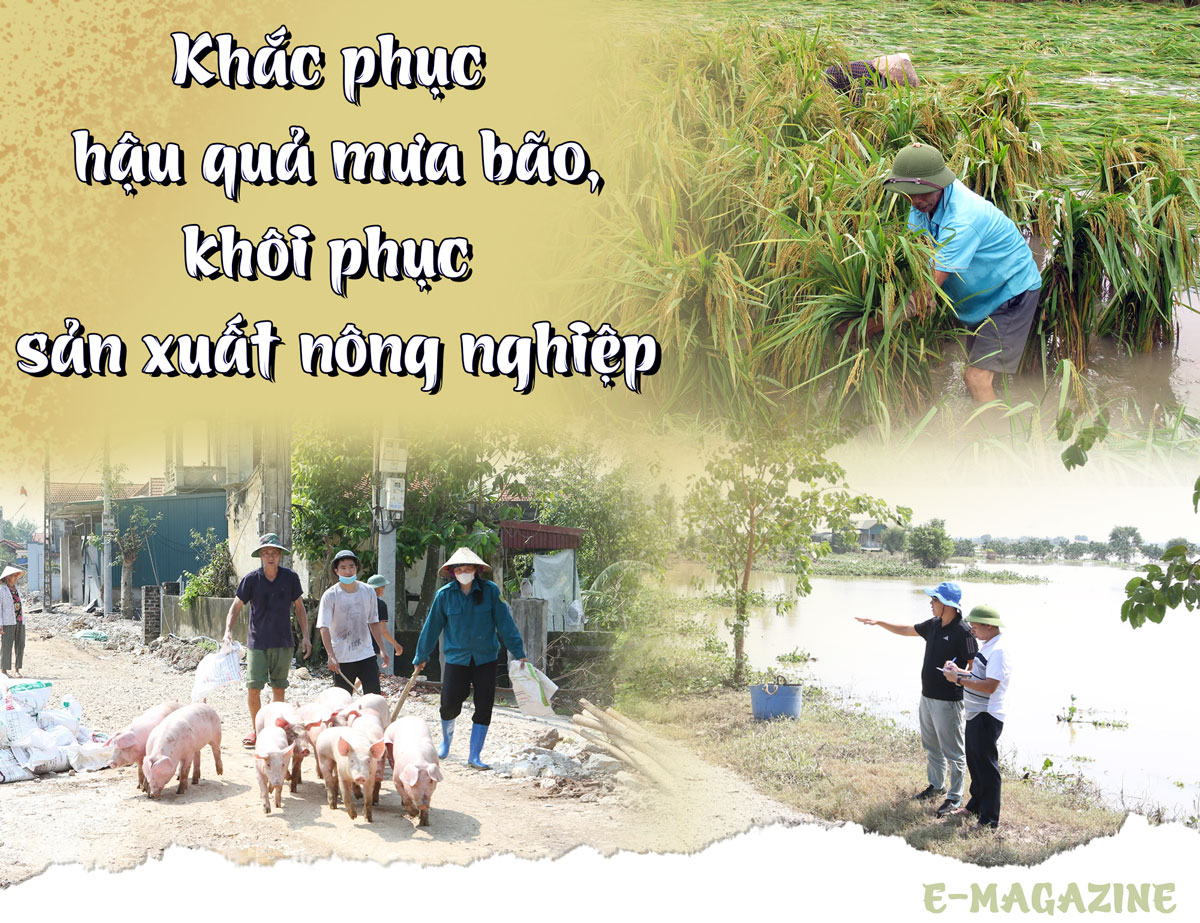 Khắc phục hậu quả mưa bão, khôi phục sản xuất nông nghiệp