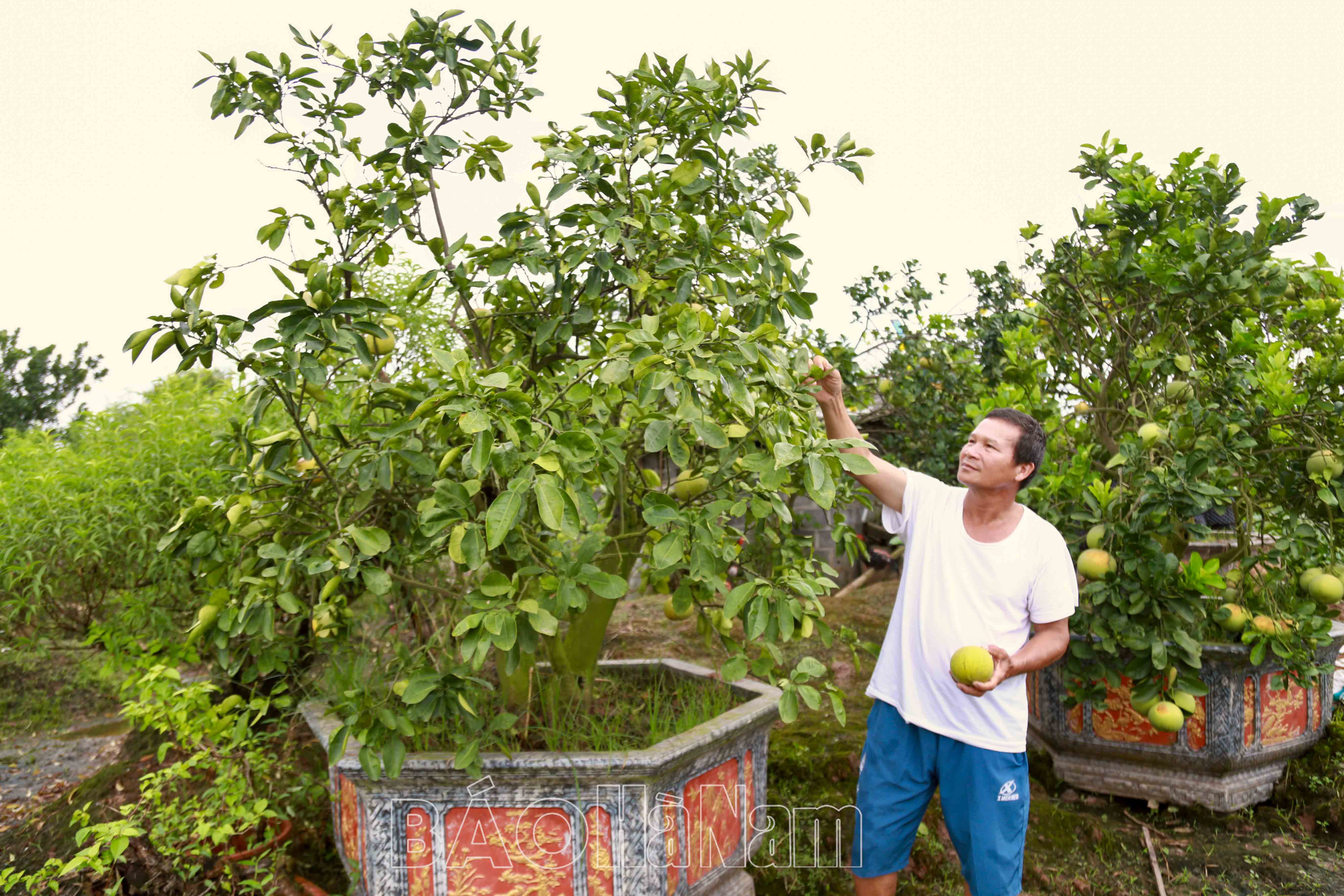 Nông dân Phù Vân khôi phục rau màu, hoa, cây cảnh sau lũ