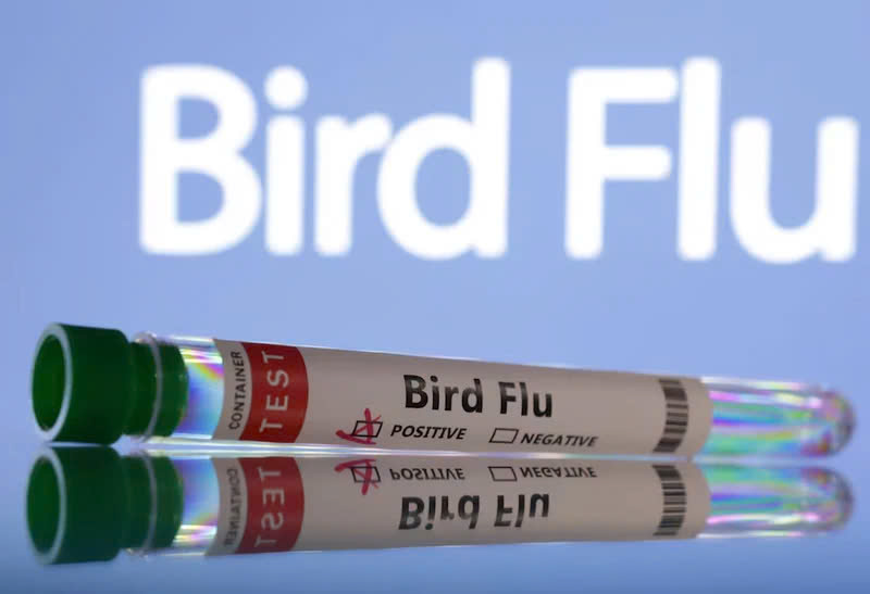 WHO kêu gọi tăng cường giám sát cúm gia cầm H5N1 ở động vật