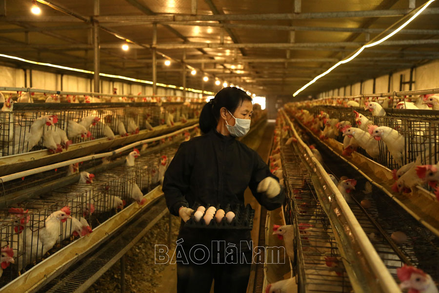 Chủ động phòng, chống dịch bệnh cúm gia cầm