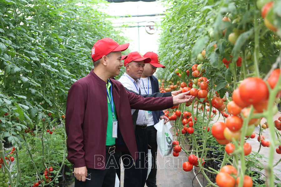 Đánh giá bộ sản phẩm giống rau mới