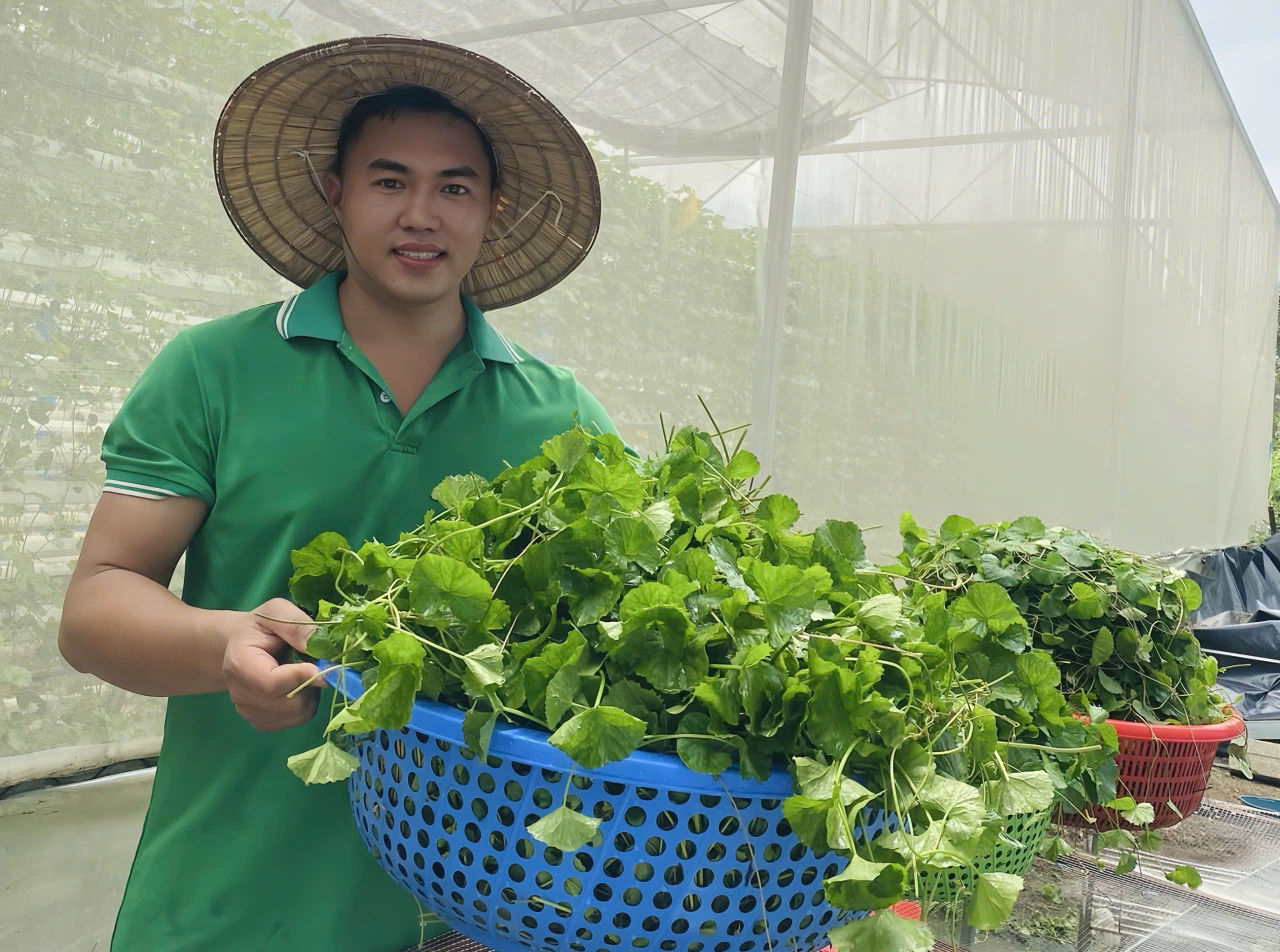 Khởi nghiệp từ cây rau má: Hành trình sản xuất nông nghiệp công nghệ cao của thanh niên Hà Nam