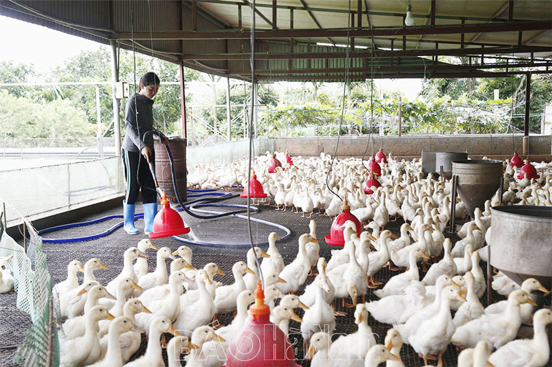 Chính sách hỗ trợ khắc phục dịch bệnh động vật