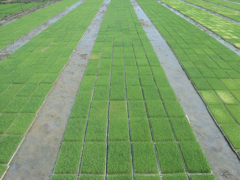 Quy trình làm mạ khay, cấy máy