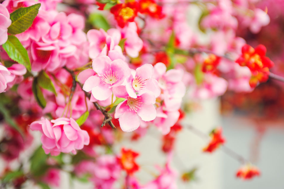 Mùa xuân tươi thắm đang về