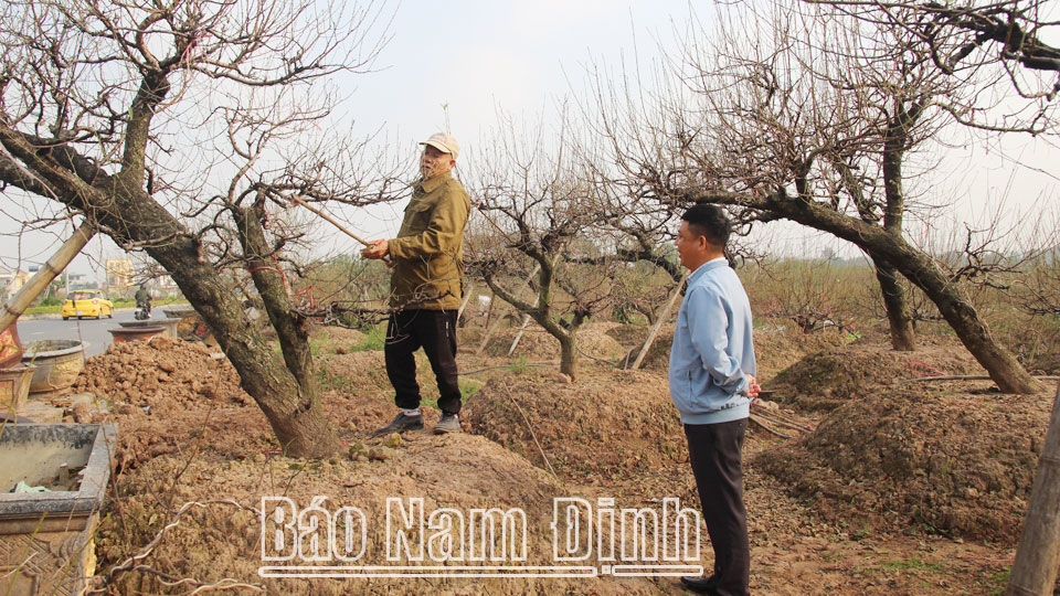 Nông dân Nam Mỹ làm giàu từ trồng đào, quất cảnh