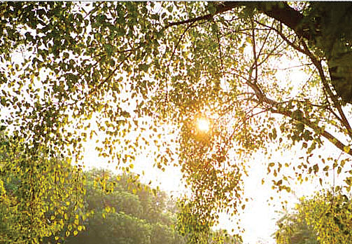 Hanh hao nắng đông