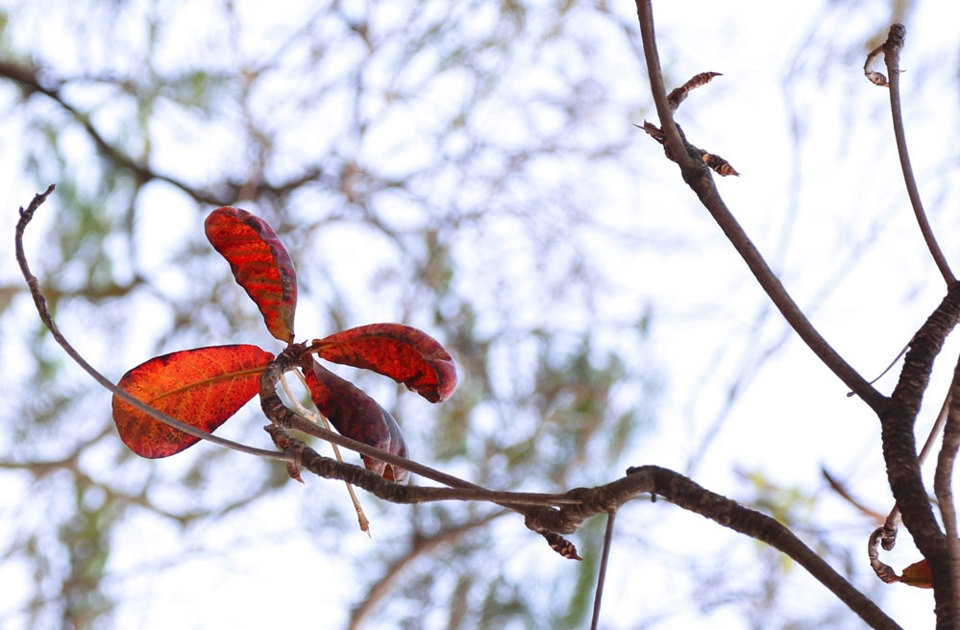 Mùa cây bàng thay lá