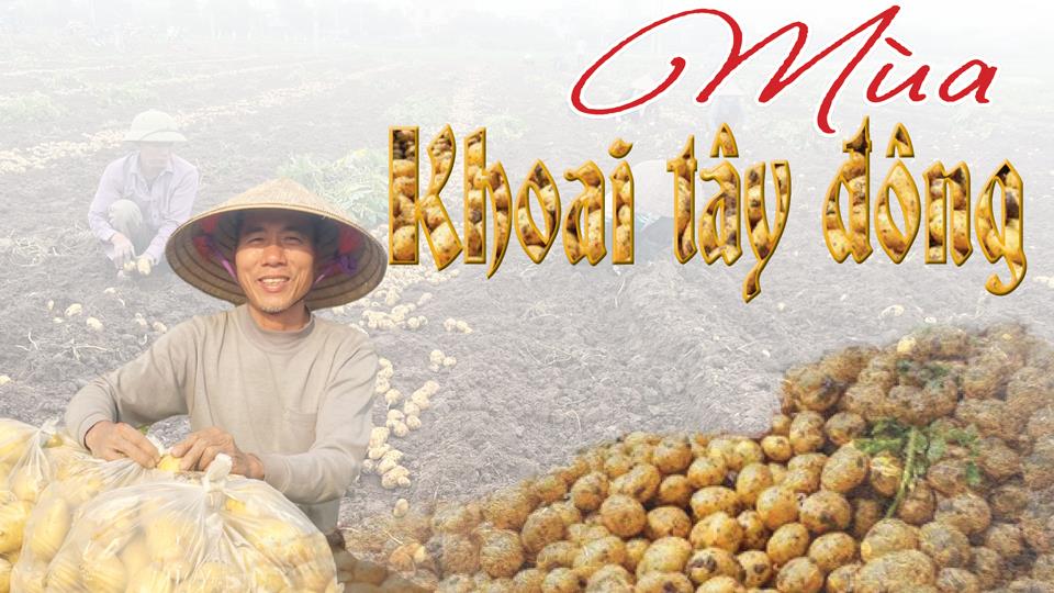 Mùa khoai tây đông