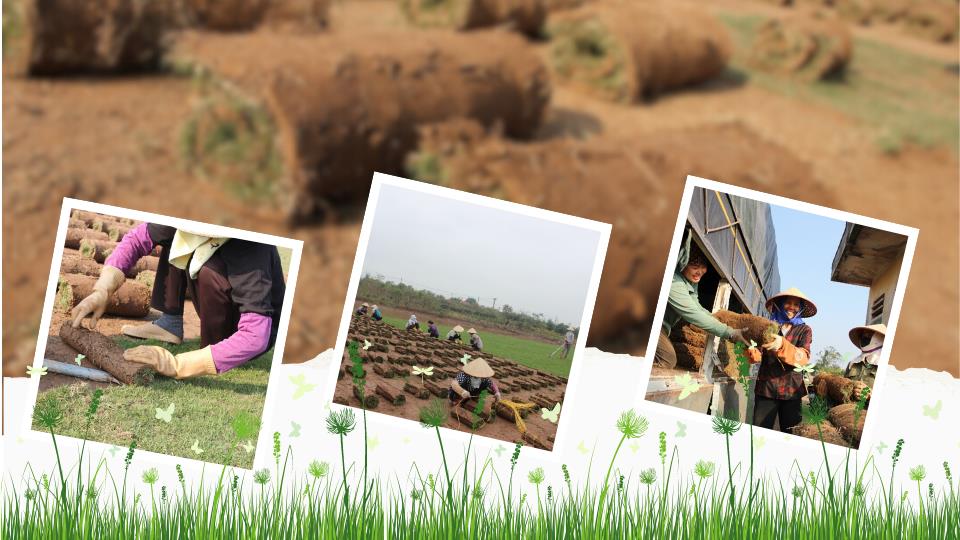 Nghề trồng cỏ Nhật ở Nam Thắng