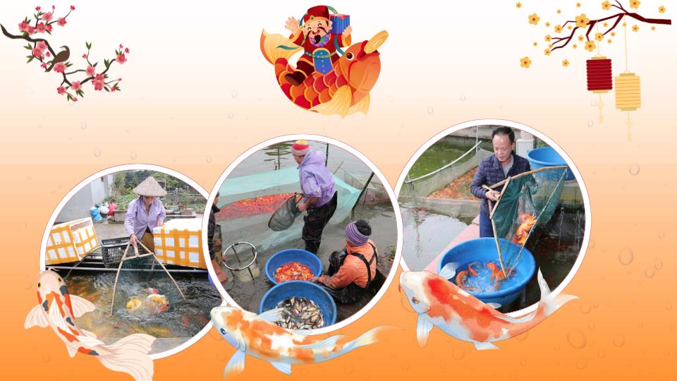 Cá ông Công, ông Táo vào vụ