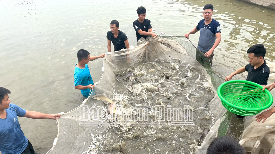 Chủ động phòng, chống rét cho con nuôi thủy sản