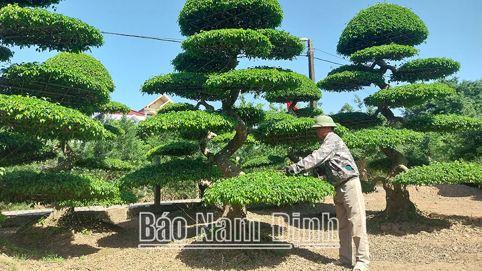 Liên kết doanh nghiệp - nhà nôngtrong sản xuất nông nghiệp