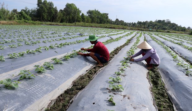 Một số lưu ý khi sử dụng che phủ nilon trên một số cây trồng cạn