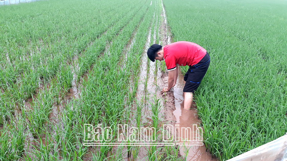 Biện pháp chăm sóc lúa vụ xuân