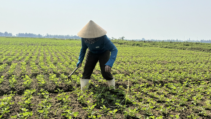 Kỹ thuật trồng và chăm sóc cây lạc vụ xuân