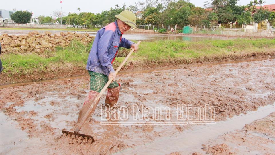 Tập trung gieo mạ phục vụ sản xuất lúa xuân năm 2025 trong khung thời vụ tốt nhất