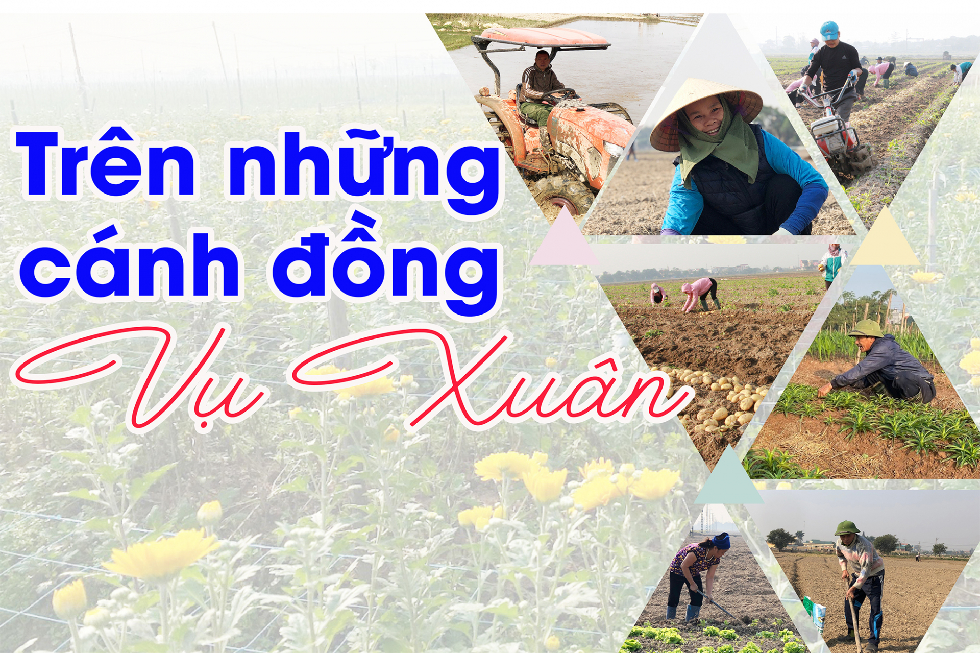 Trên những cánh đồng vụ Xuân