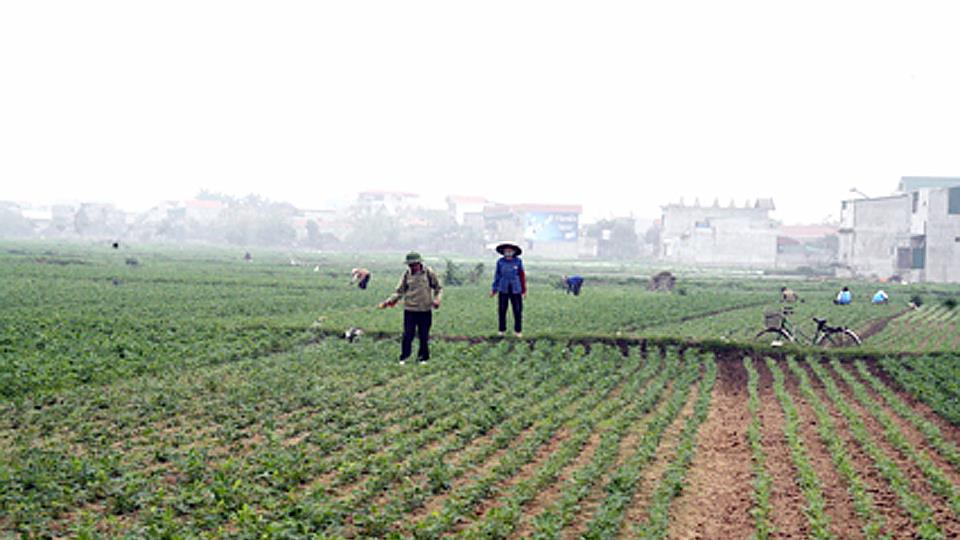 Tập trung chăm sóc lúa, rau màu vụ xuân