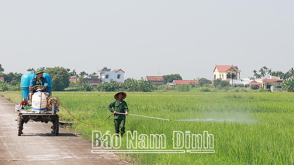 Sản xuất lúa hữu cơ gắn với liên kết tiêu thụ sản phẩm - Hướng đi bền vững ở Trực Ninh