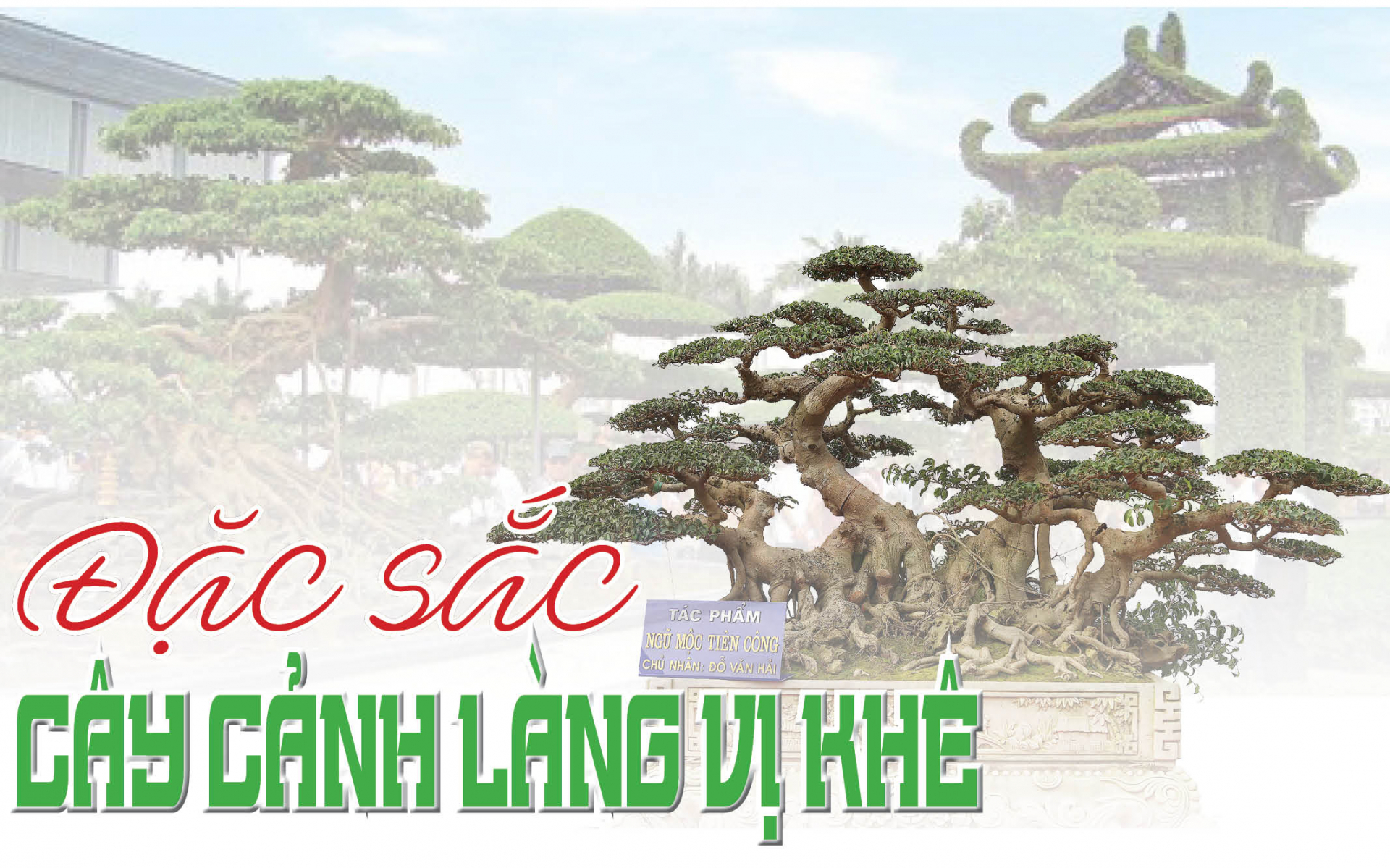 Đặc sắc cây cảnh làng Vị Khê