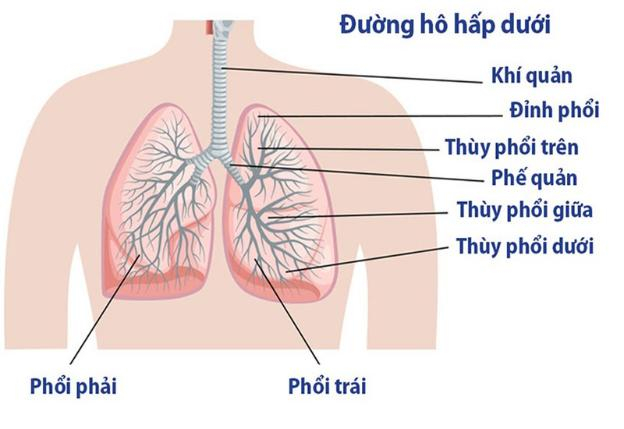 Nhận biết và điều trị viêm đường hô hấp dưới