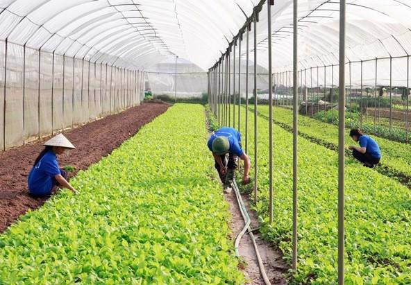 Hà Nội:  Phấn đấu đến năm 2030 có hơn 3.000 hợp tác xã