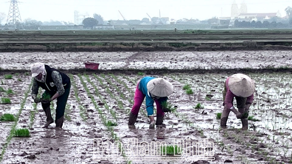 Chủ động xử lý khắc phục lúa cỏ vụ xuân