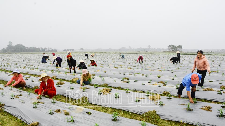 Tập trung chỉ đạo sản xuất vụ xuân 2024 trong dịp Tết Nguyên đán