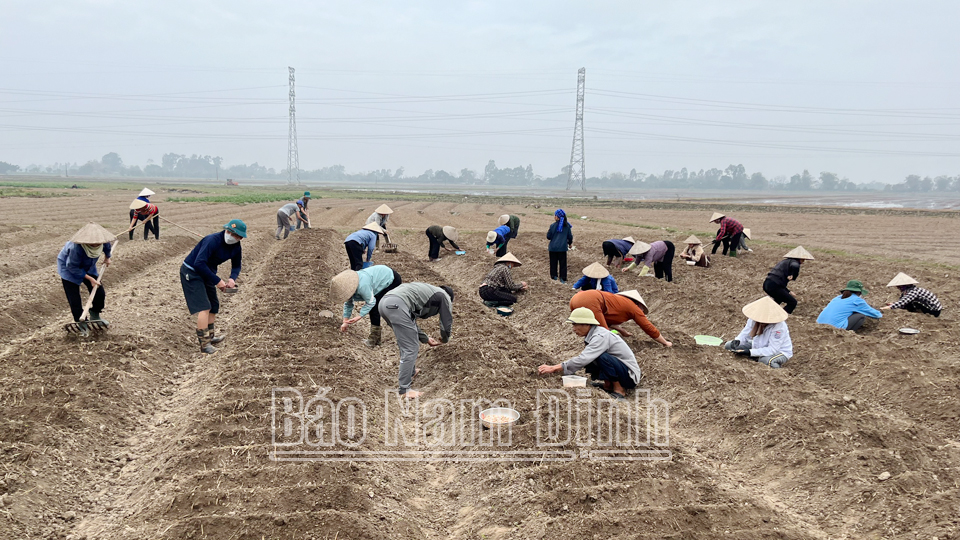Toàn tỉnh trồng được 9,4 nghìn ha cây màu vụ xuân