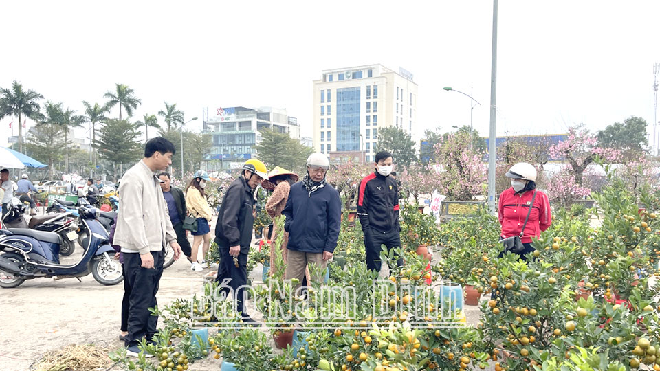 Thú chơi cây cảnh ngày Tết