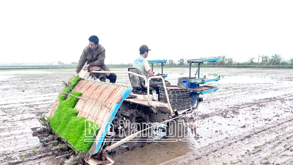 Hối hả vào vụ cấy lúa xuân