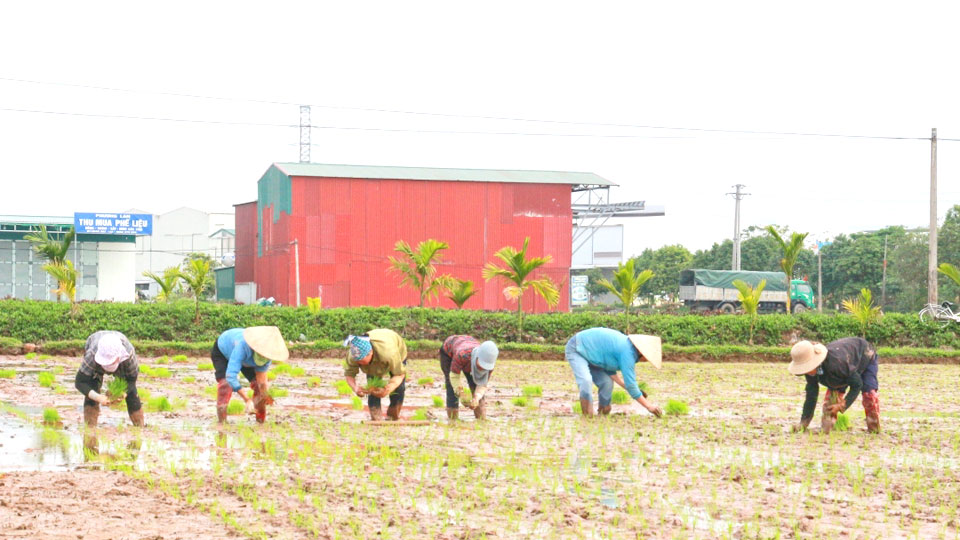 Toàn tỉnh cấy được 68% tổng diện tích lúa xuân