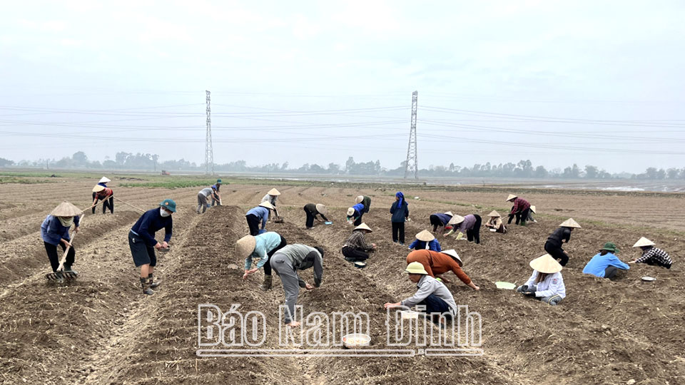 Toàn tỉnh trồng được 9,4 nghìn ha cây màu vụ xuân