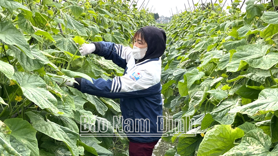 Kế hoạch chuyển đổi cơ cấu cây trồng trên đất lúa năm 2024