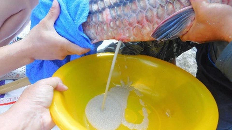 Sinh sản nhân tạo giống cá đặc sản quý hiếm Tây Nguyên