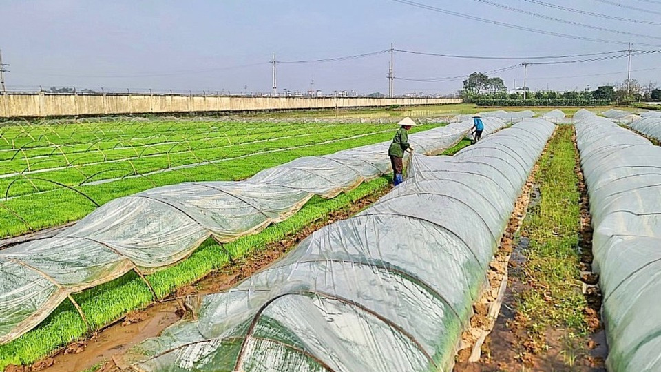 Chăm sóc mạ khi gặp rét đậm, rét hại