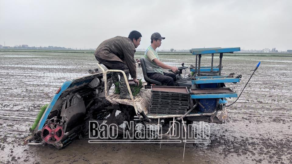 Đẩy nhanh tiến độ gieo cấy lúa và trồng rau màu vụ xuân