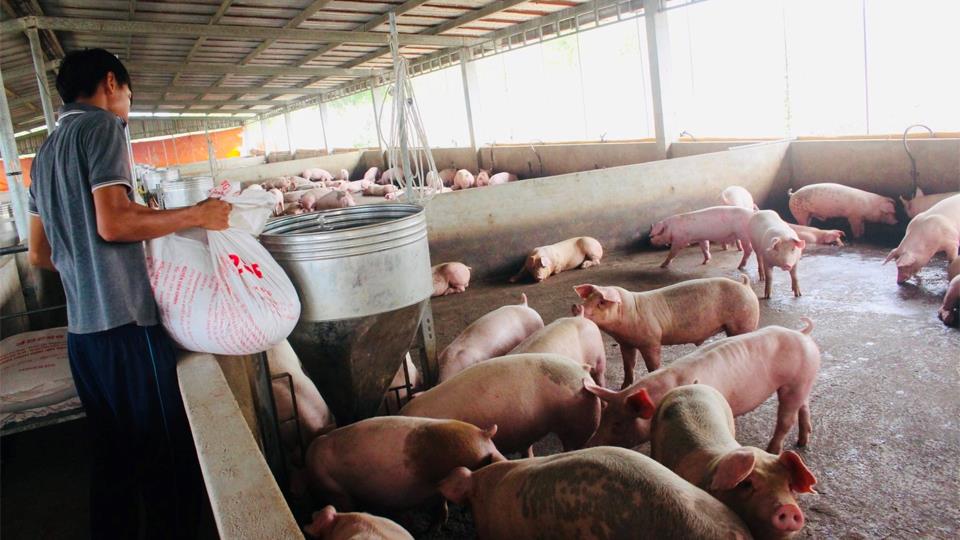 Một số lưu ý chuẩn bị tái đàn vật nuôi sau tết nguyên đán