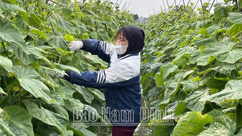 Toàn tỉnh có 95 hợp tác xã và tổ hợp tác tham gia liên kết tiêu thụ nông, thuỷ sản cho nông dân