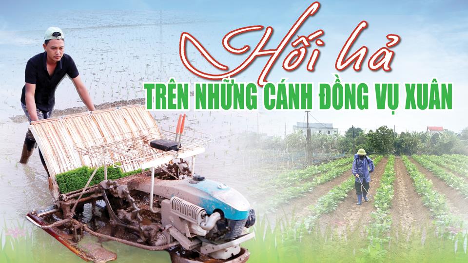 Hối hả trên những cánh đồng vụ xuân