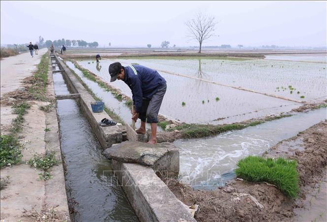 Trên 95% diện tíchđã có nước cho gieo cấy vụ đông xuân