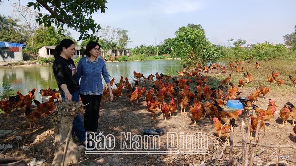 Thành công nuôi gà an toàn sinh họcbằng đế đông trùng hạ thảo