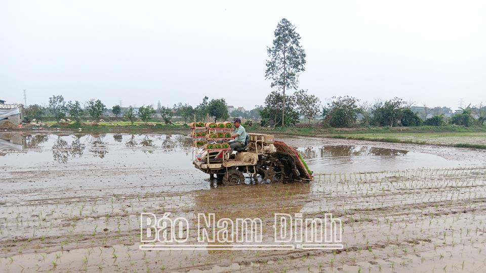 Có 6 huyện cơ bản hoàn thành cấy, gieo sạ lúa xuân