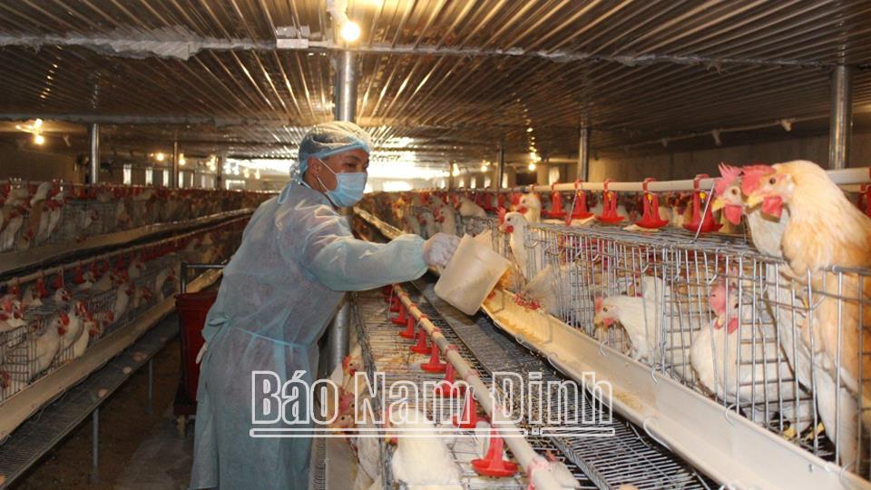 Chủ động phòng, chống rét và dịch bệnhcho đàn vật nuôi