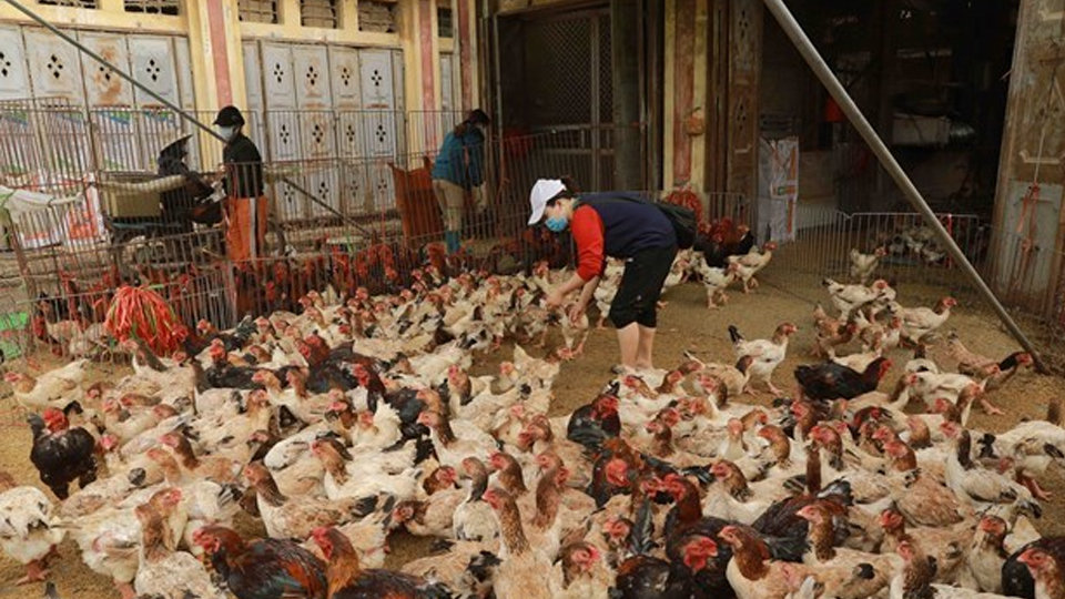 Không chủ quan trước nguy cơcúm gia cầm có thể xâm nhập vào nước ta