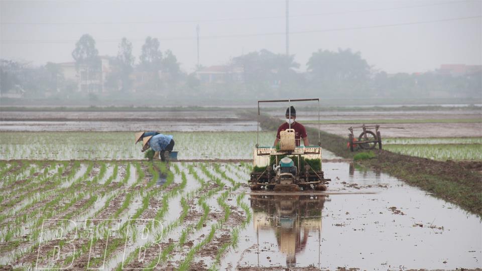 Thái Bình: Vụ xuân xây dựng 7.540ha cánh đồng lớn