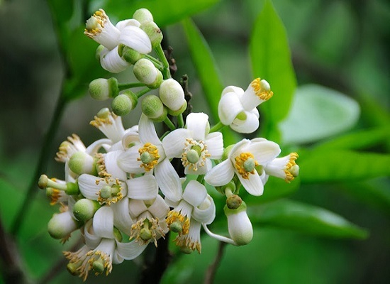 Hương bưởi thơm cho lòng bối rối…