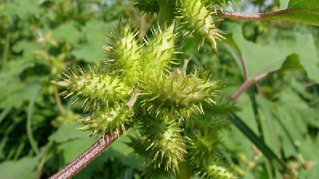 Chữa viêm mũi dị ứng bằng Đông y