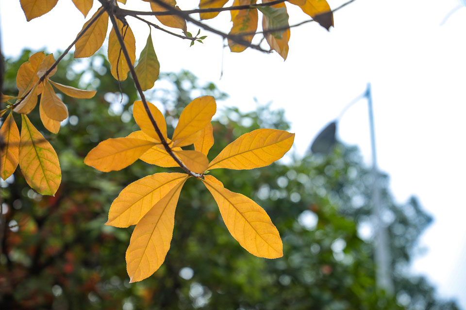 Có những chiều xuân